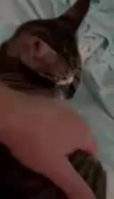 Over a minute of my parents&rsquo; kitten Amaretta purring loudly and being a sweetheart