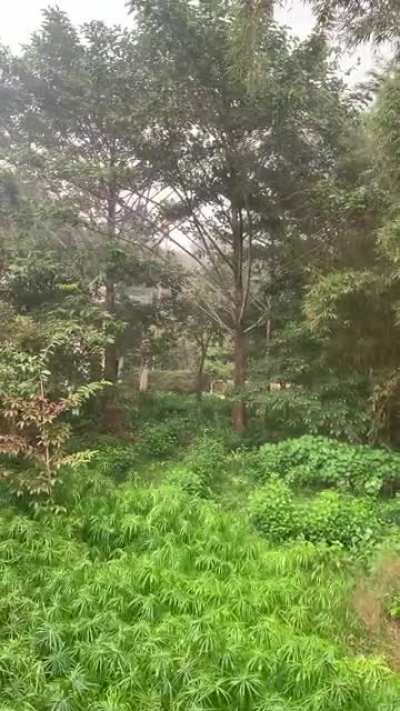 Coorg, India