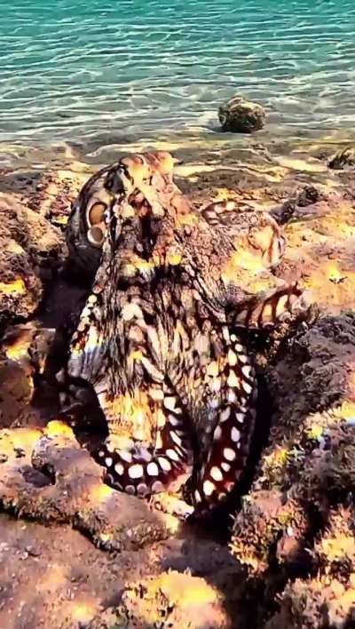 Octopus Camouflage | GoPro 12