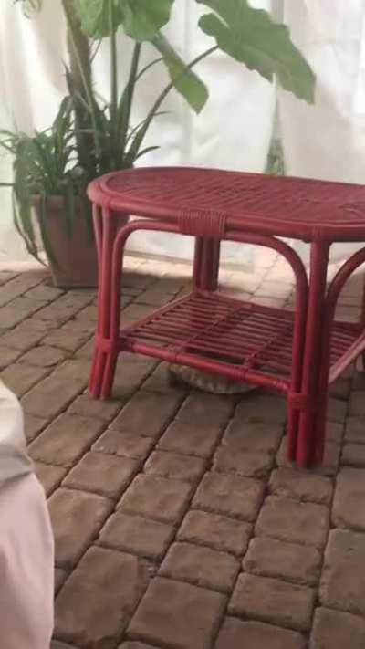 Friendly reminder that my grandma&rsquo;s turtle doesn&rsquo;t give a damn
