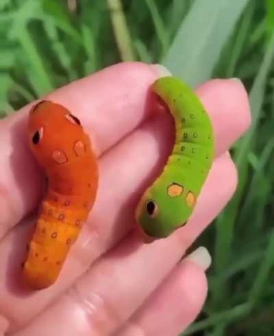 Spicebush swalllowtail caterpillars are real life Pok&eacute;mon