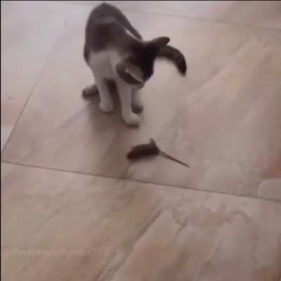 🐭
