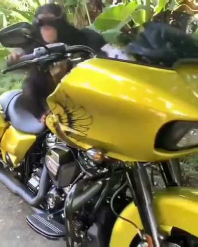 🏍🐒