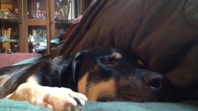 New redditor. Thought I&rsquo;d share my mutt Snuggles dreaming. 🐶