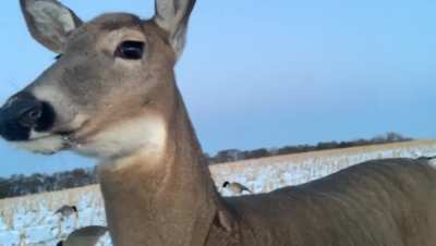 Duck hunting in North Dakota
