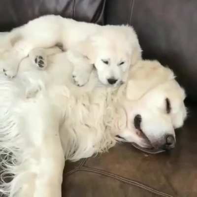 Cuddle buddies