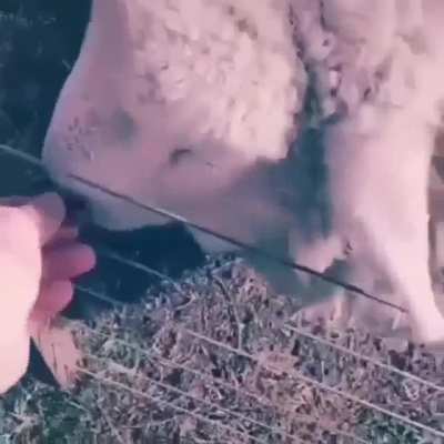 Se le ve muy fachero al &Oacute;scar