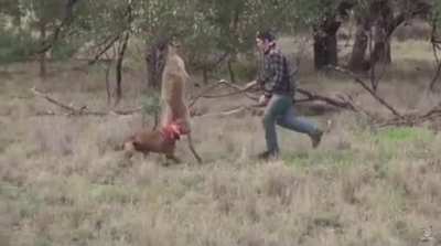 Just another kangaroo choking out your dog