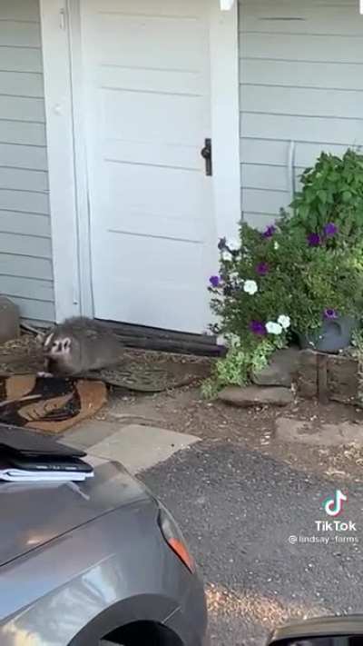 Badger Eviction