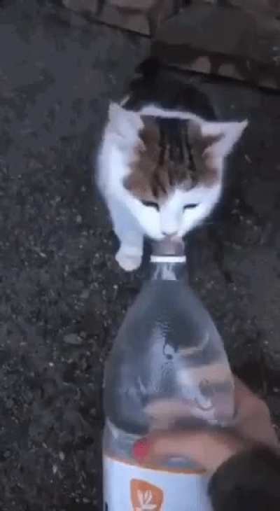 Funny cat