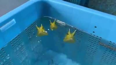 Longhorn cowfish
