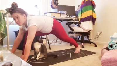 Trying to Yoga with Cats