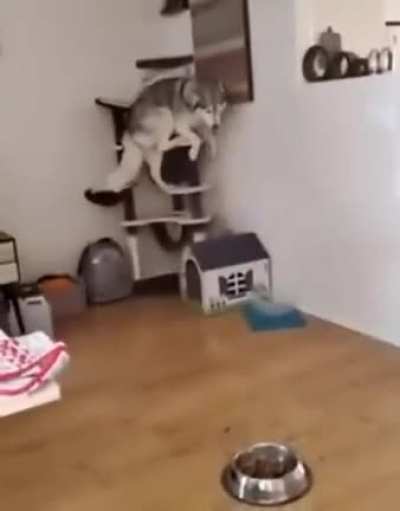 look I'm a cat