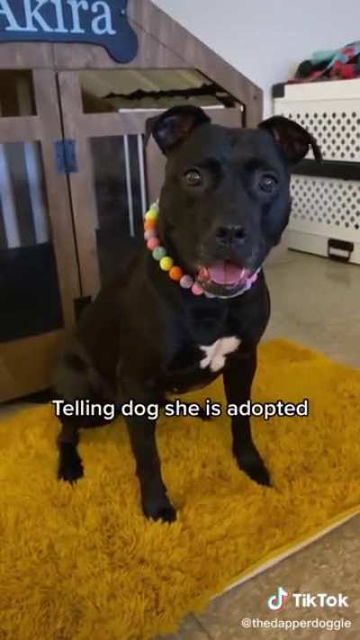 Telling a dog she's adopted
