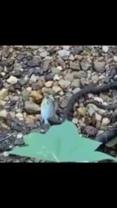FLDLSLLSŞXŞSŞ