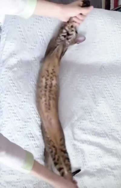 He will be kneaded then baked