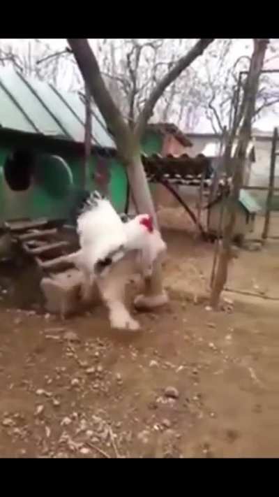 CockLord, The Flesh Roaster
