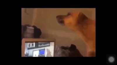 Classic doggos