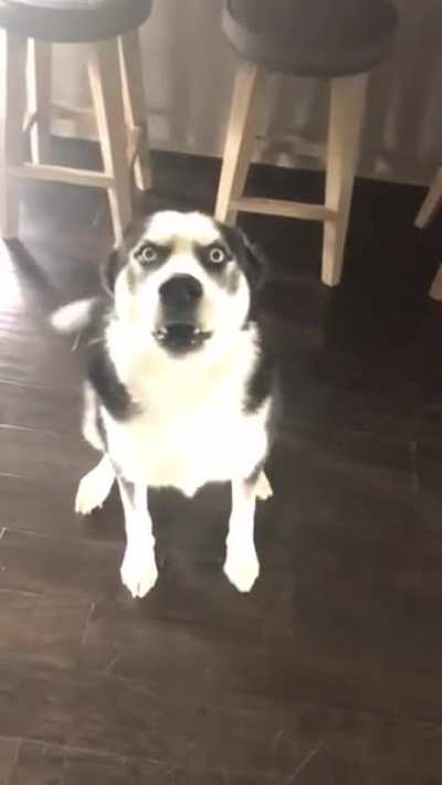 To scold a husky