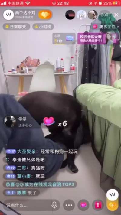 Dog so affectionate