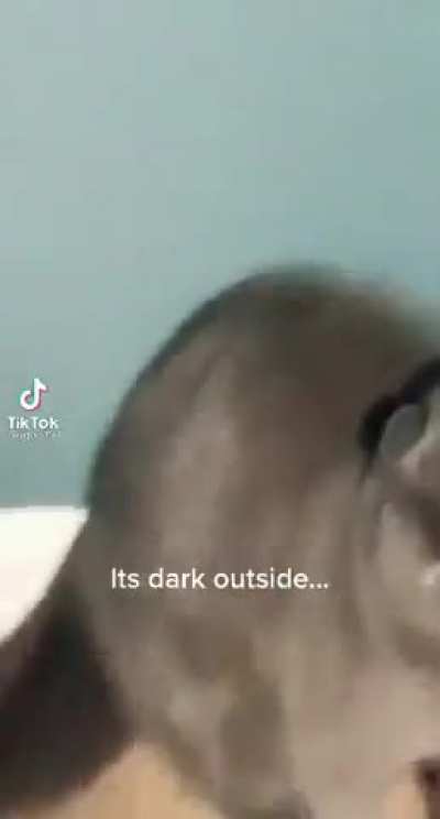 That&rsquo;s a mad kitty