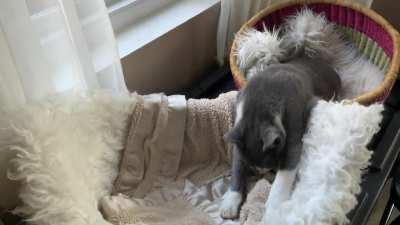My ridiculous cat fell asleep while moving from one basket to the next.