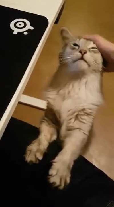 Keep petting the damn kitty