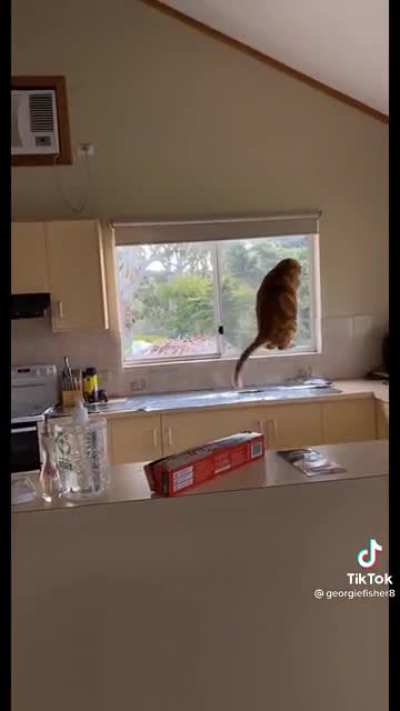 Boing