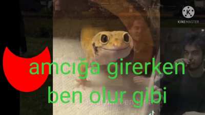 Amcıyıq
