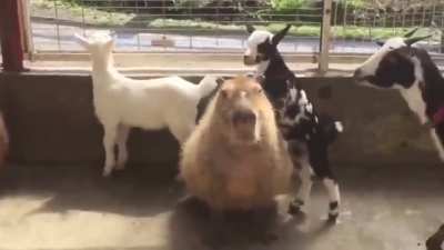 That is one chill capybara