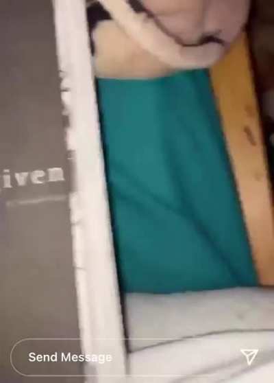 Were- seagull transformation caught on tape