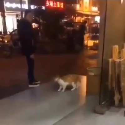 Cat doing a moon walk...