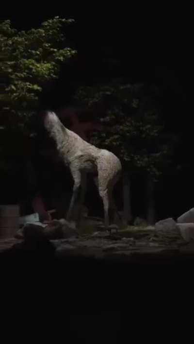 Welp there're some footage of new species 