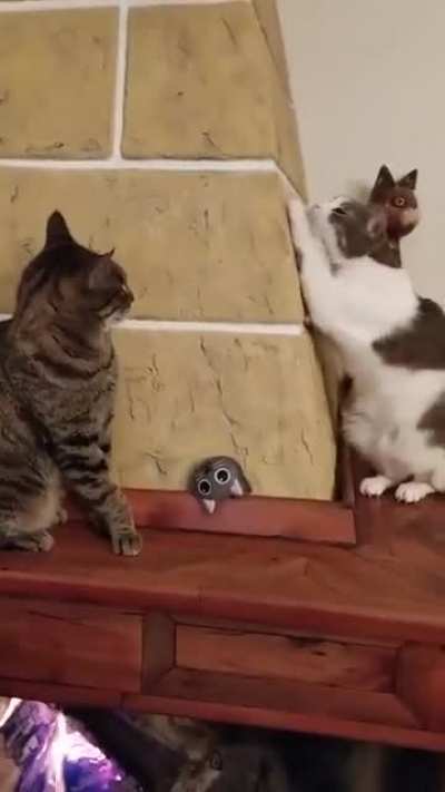 Sneaky Cat Acting Innocent When Spotted by Another Cat