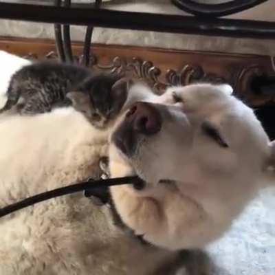 Special Pillow