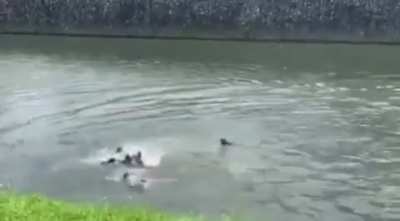 Otters gang fighting over territory in Singapore