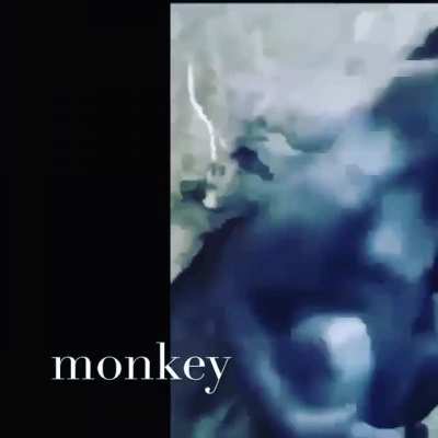 are scary monkey allowed 😳