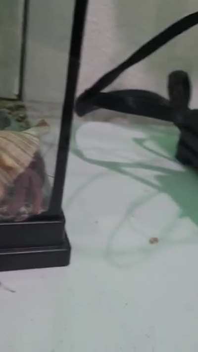 Every time I turn on my printer, the crab walks over to watch. Any idea why?