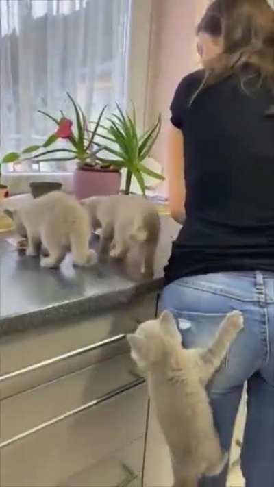 Impatient little kittens