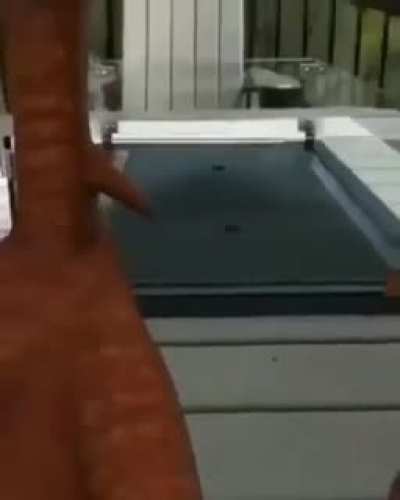 duck