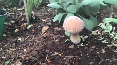 [Actives] 72 hour time lapse of a psilocybe cubensis that ended up being a massive 90 grams wet.
