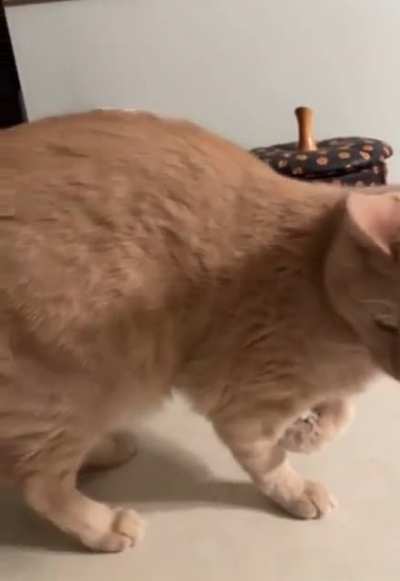 The way this cat switches paws 🐾