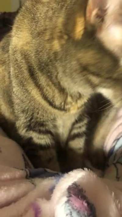 I got this blanket for Christmas today. It didn’t take long for ShuShu to claim it and turn it into biscuits with the motor running!