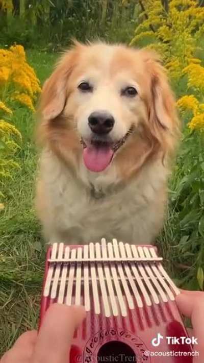 Wholesome TikTok