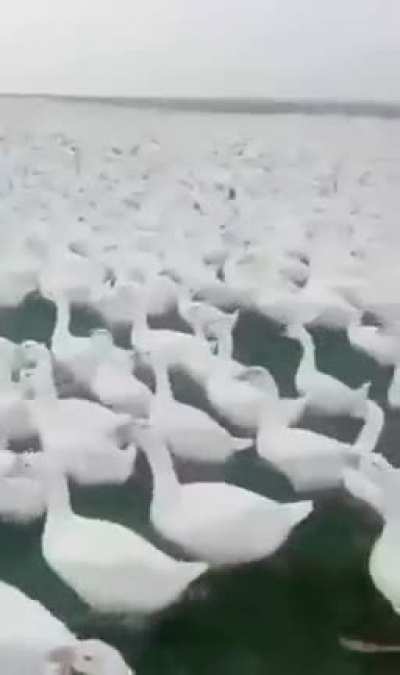 200 000 units are ready, with a million more well on the way.