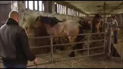 "Quit Horsing Around "
