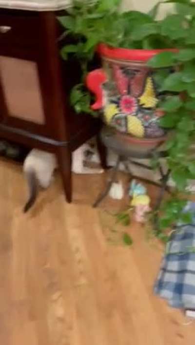 Cat brought in a mouse