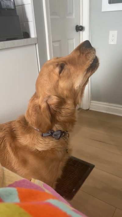 My cousin said to shut my dog up and that he&rsquo;s annoying. I think he&rsquo;s adorable when he howls 🤷&zwj;♀️