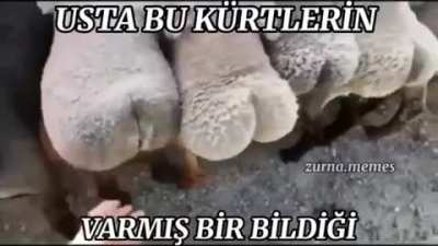 Oha lan o ne