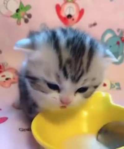 Depois de varios memes ruims ,relaxe enquanto vê esses gatinhos tomando leite.🤤